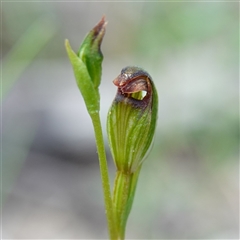 Speculantha furva at Sassafras, NSW - suppressed