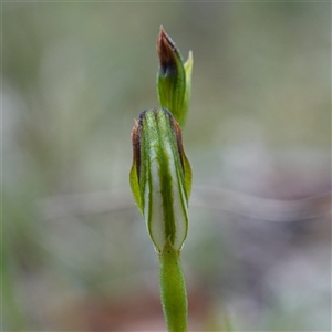 Speculantha furva at Sassafras, NSW - suppressed
