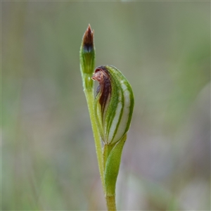 Speculantha furva at Sassafras, NSW - suppressed
