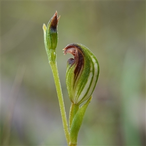 Speculantha furva at Sassafras, NSW - suppressed