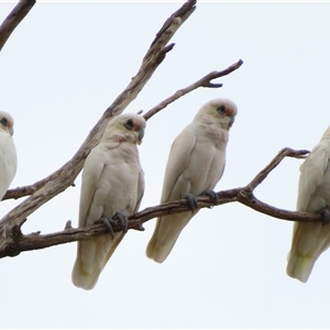 Cacatua sanguinea at Boundary Bend, VIC - 27 Mar 2025 05:39 PM