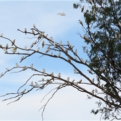 Cacatua sanguinea at Boundary Bend, VIC - 27 Mar 2025 05:39 PM