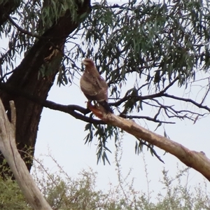 Milvus migrans at Boundary Bend, VIC - 27 Mar 2025 06:32 PM