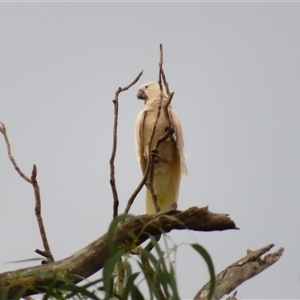Cacatua galerita at Boundary Bend, VIC - 27 Mar 2025 06:36 PM
