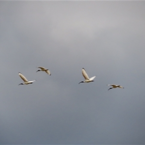 Threskiornis molucca at Boundary Bend, VIC - 27 Mar 2025 07:01 PM