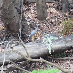 Egretta novaehollandiae at Lake Powell, VIC - 28 Mar 2025 09:33 AM