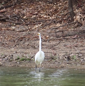 Ardea alba at Lake Powell, VIC - 28 Mar 2025 11:08 AM