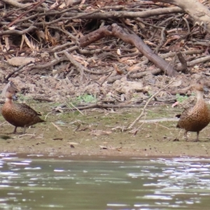 Anas gracilis at Lake Powell, VIC - 28 Mar 2025 11:09 AM