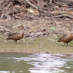Anas gracilis at Lake Powell, VIC - 28 Mar 2025 11:09 AM
