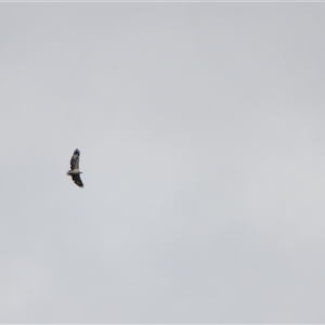 Haliaeetus leucogaster at Lake Powell, VIC - 28 Mar 2025 11:27 AM