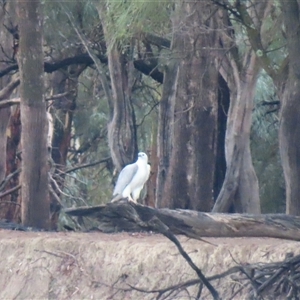 Haliaeetus leucogaster at Tol Tol, VIC - 29 Mar 2025 10:09 AM