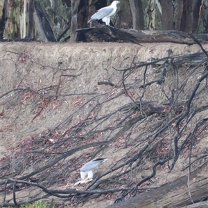 Haliaeetus leucogaster at Tol Tol, VIC - 29 Mar 2025 10:09 AM