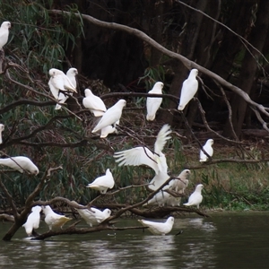 Cacatua sanguinea at Lake Powell, VIC - 28 Mar 2025 11:36 AM