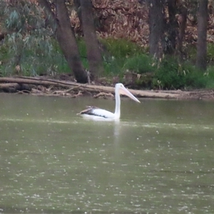 Pelecanus conspicillatus at Tol Tol, VIC - 28 Mar 2025 06:04 PM