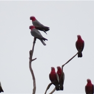 Eolophus roseicapilla at Tol Tol, VIC - 28 Mar 2025 06:05 PM