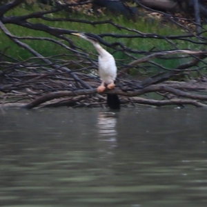 Anhinga novaehollandiae at Tol Tol, VIC - 29 Mar 2025 08:14 AM