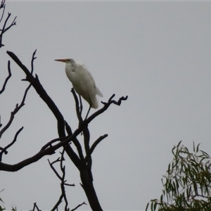 Ardea alba at Tol Tol, VIC - 29 Mar 2025 08:13 AM