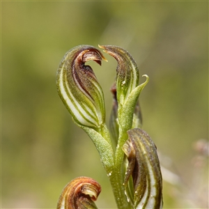 Speculantha furva at Boolijah, NSW - suppressed