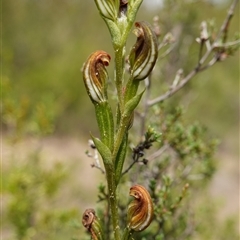 Speculantha furva at Boolijah, NSW - suppressed