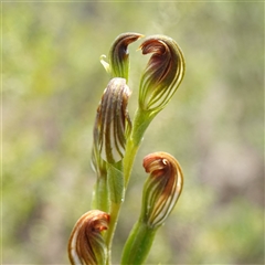 Speculantha furva at Boolijah, NSW - suppressed