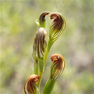 Speculantha furva at Boolijah, NSW - suppressed
