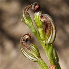 Speculantha furva at Boolijah, NSW - suppressed