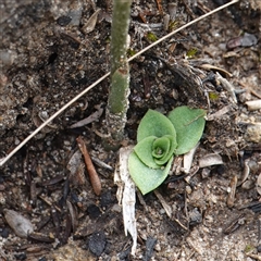 Speculantha furva at Boolijah, NSW - suppressed