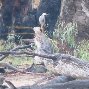 Egretta novaehollandiae at Tol Tol, VIC - 29 Mar 2025 08:24 AM
