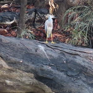 Egretta novaehollandiae at Tol Tol, VIC - 29 Mar 2025 09:52 AM