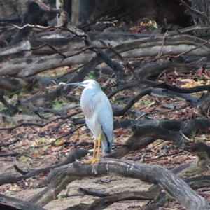 Egretta novaehollandiae at Tol Tol, VIC - 29 Mar 2025 10:03 AM