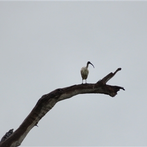 Threskiornis molucca at Robinvale, VIC - 29 Mar 2025 09:41 AM