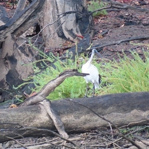 Threskiornis molucca at Robinvale Irrigation District Section B, VIC - 29 Mar 2025 10:36 AM