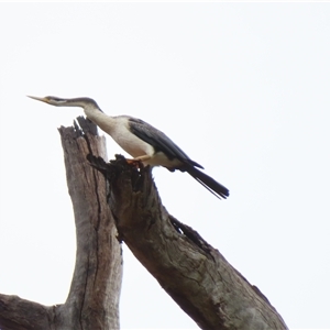 Anhinga novaehollandiae at Robinvale, VIC - 29 Mar 2025 09:41 AM