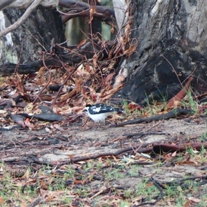 Grallina cyanoleuca at Tol Tol, VIC - 29 Mar 2025 10:03 AM