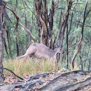 Macropus giganteus at Tol Tol, VIC - 29 Mar 2025 10:02 AM