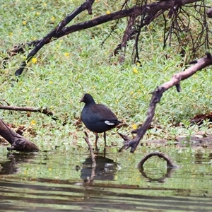 Gallinula tenebrosa at Tol Tol, VIC - 29 Mar 2025 10:12 AM