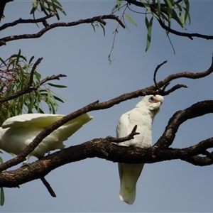 Cacatua sanguinea at Robinvale, VIC - 29 Mar 2025 11:40 AM