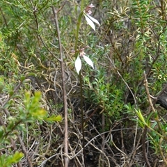 Eriochilus petricola at Boolijah, NSW - suppressed
