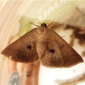 Androchela milvaria at Aranda, ACT - 12 Dec 2024 07:43 AM