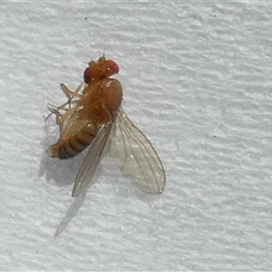Drosophila sp. (genus) at Fyshwick, ACT - 5 Apr 2025 08:53 AM