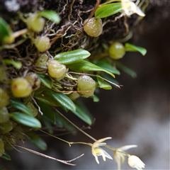 Bulbophyllum exiguum at Tianjara, NSW - suppressed