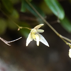 Bulbophyllum exiguum at Tianjara, NSW - suppressed