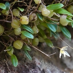 Bulbophyllum exiguum at Tianjara, NSW - suppressed