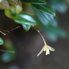 Bulbophyllum exiguum at Tianjara, NSW - suppressed