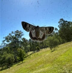 Crypsiphona ocultaria at Kangaroo Valley, NSW - 5 Apr 2025 11:41 AM