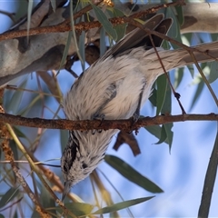 Plectorhyncha lanceolata at Higgins, ACT - 5 Apr 2025 11:37 AM
