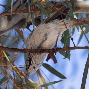 Plectorhyncha lanceolata at Higgins, ACT - 5 Apr 2025 11:37 AM