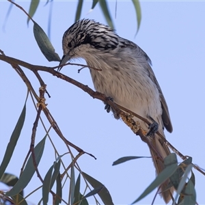 Plectorhyncha lanceolata at Higgins, ACT - 5 Apr 2025 11:37 AM