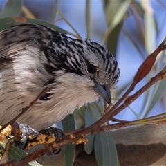 Plectorhyncha lanceolata at Higgins, ACT - 5 Apr 2025 11:37 AM