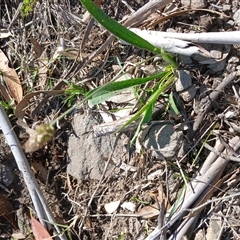 Plantago lanceolata (Ribwort Plantain, Lamb's Tongues) at Cooma, NSW - 5 Apr 2025 by mahargiani